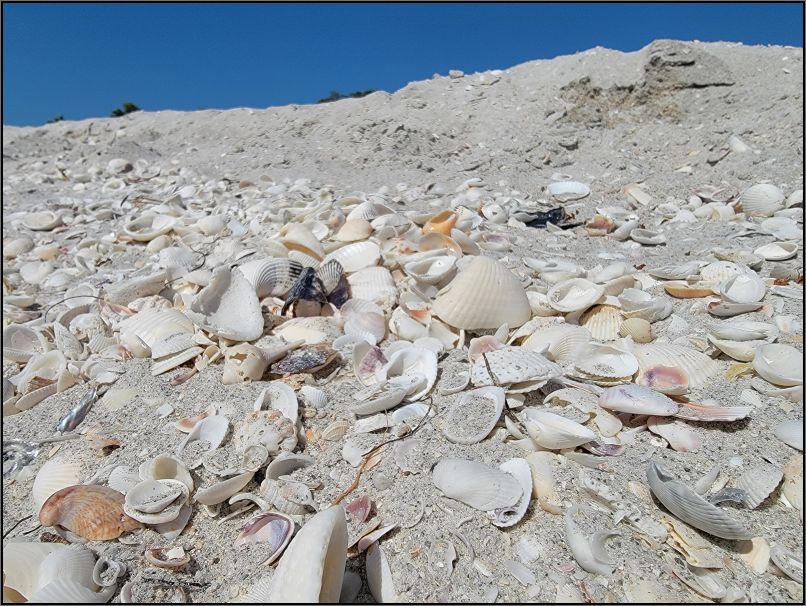 Sanibel Island - shells on the shell beach