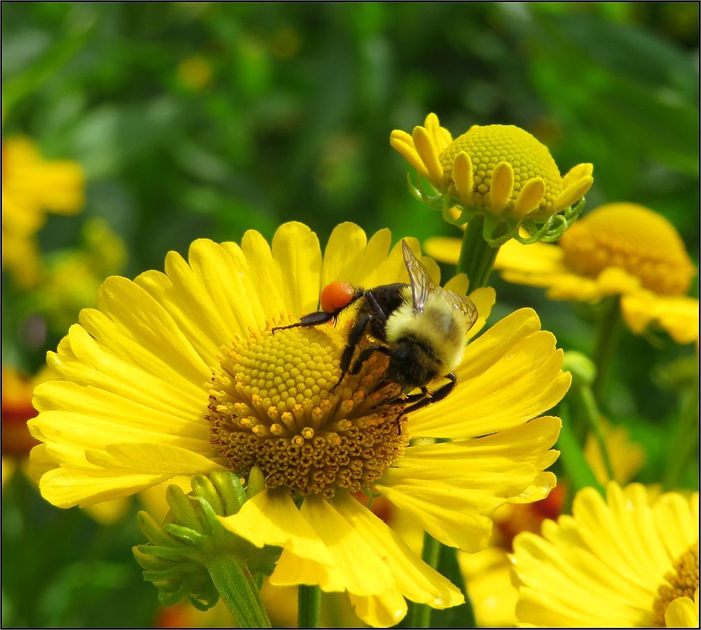Harvest time - Public gardens, Halifax