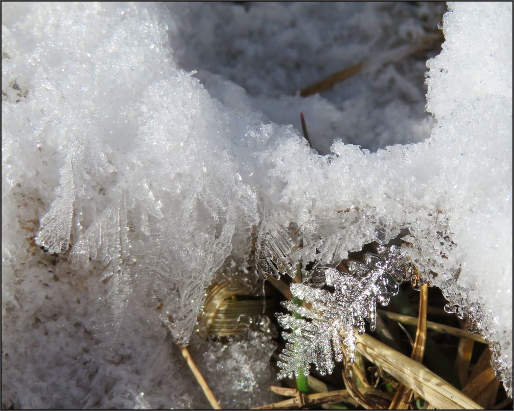 ice fern
