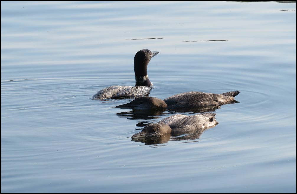 Motherhood, Lake Buckhorn, Ontario