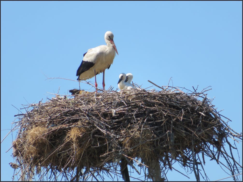 Napping time, Mahmudia, Romania