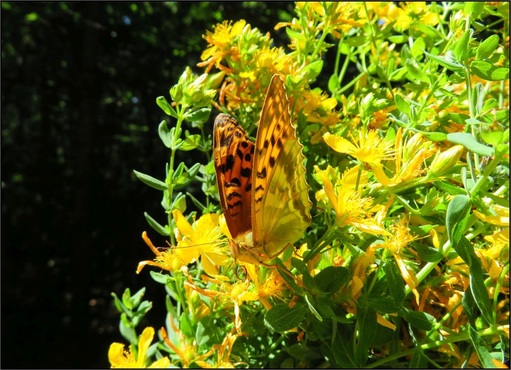 Queen of Spain Fritillary