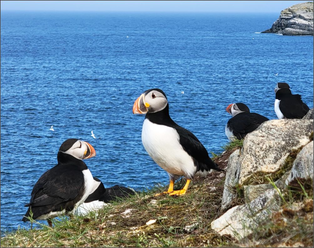 Atlantic puffins