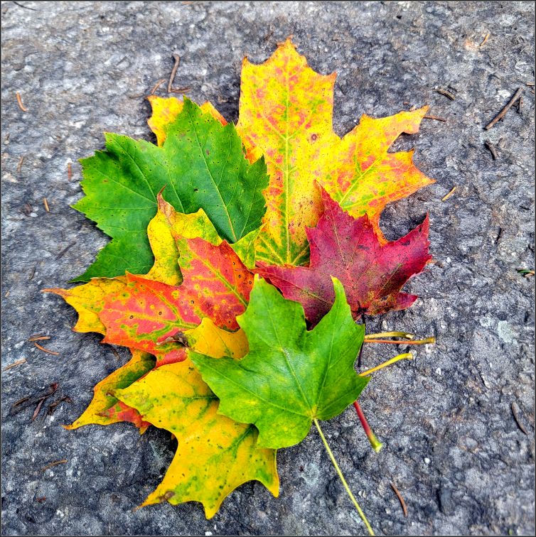 Fall is coming Mount Arab Fire Tower trail