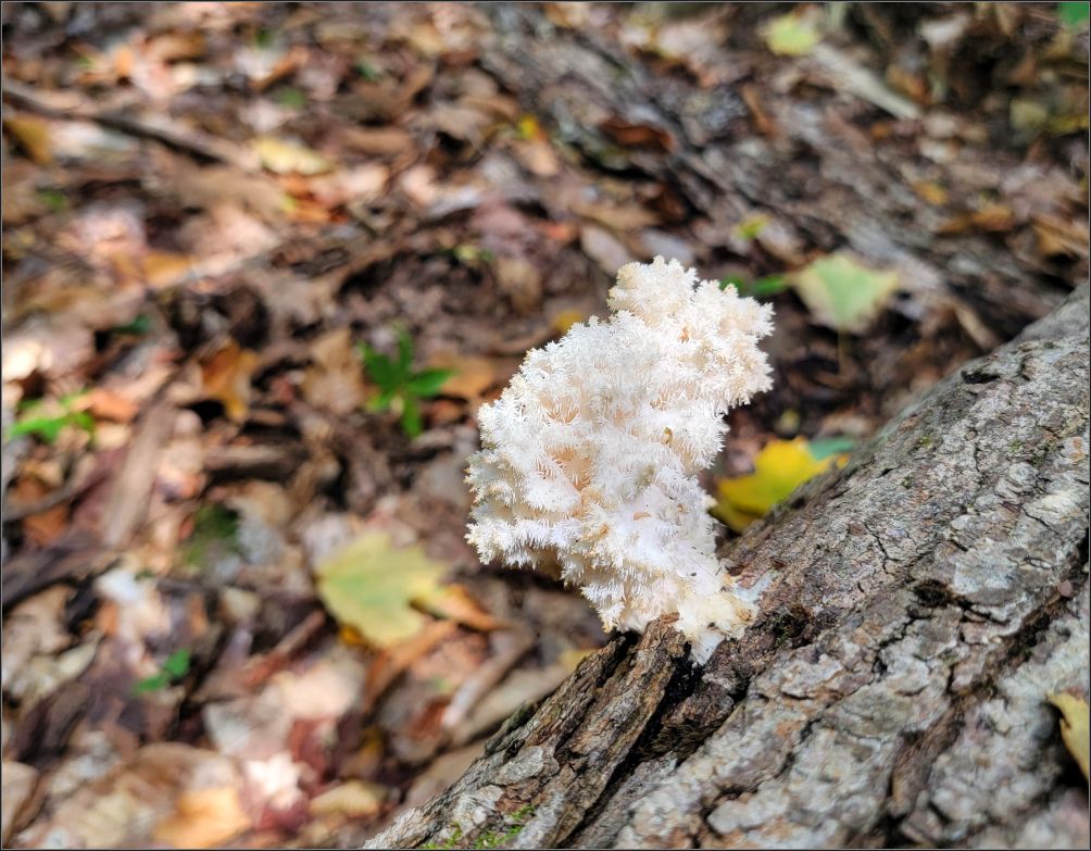 Panther Mountain Trail mushrooms