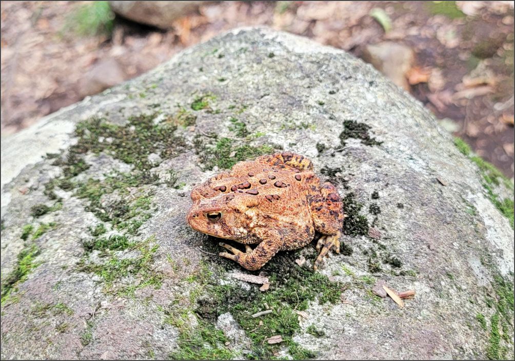 Panther Mountain Trailhead, wood frog