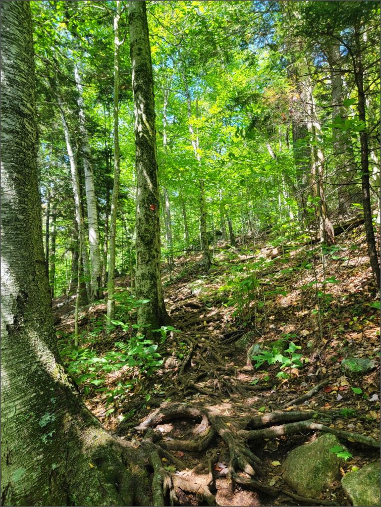 Panther Mountain Trailhead