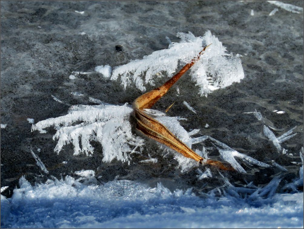 Needle ice