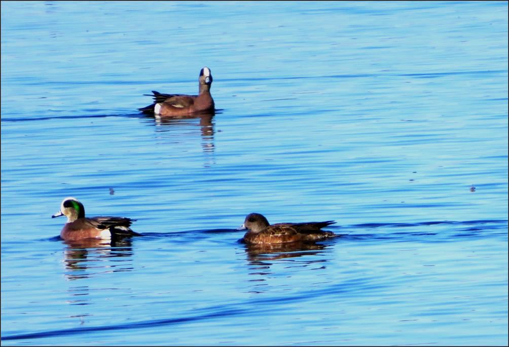American wigeon