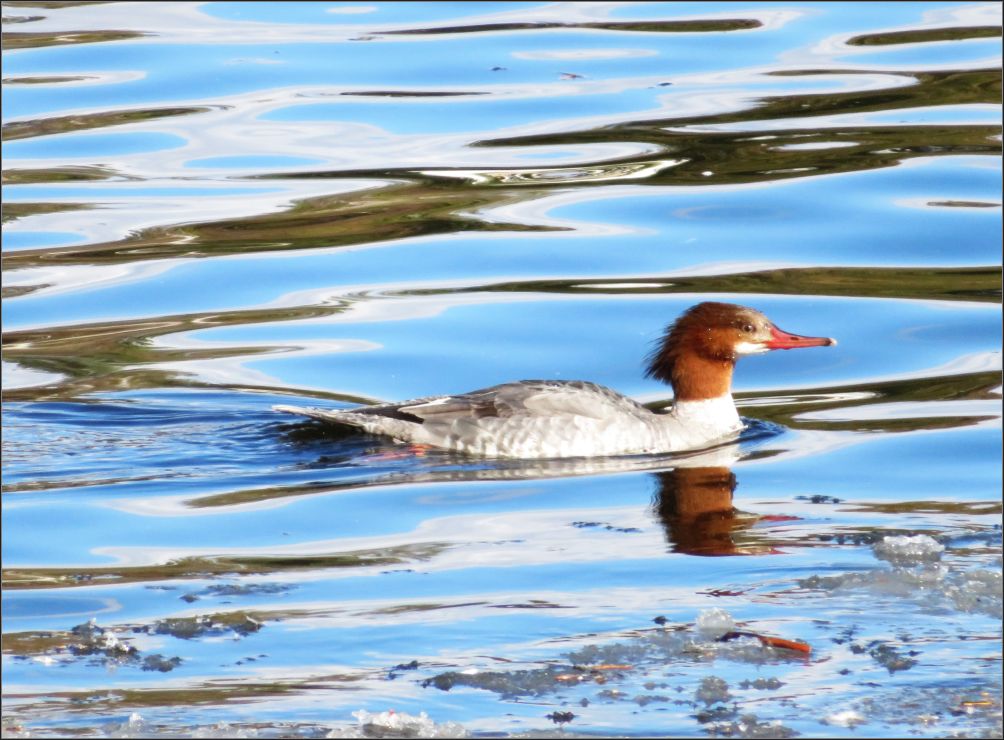 common merganser