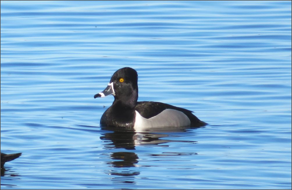 ring-necked duck