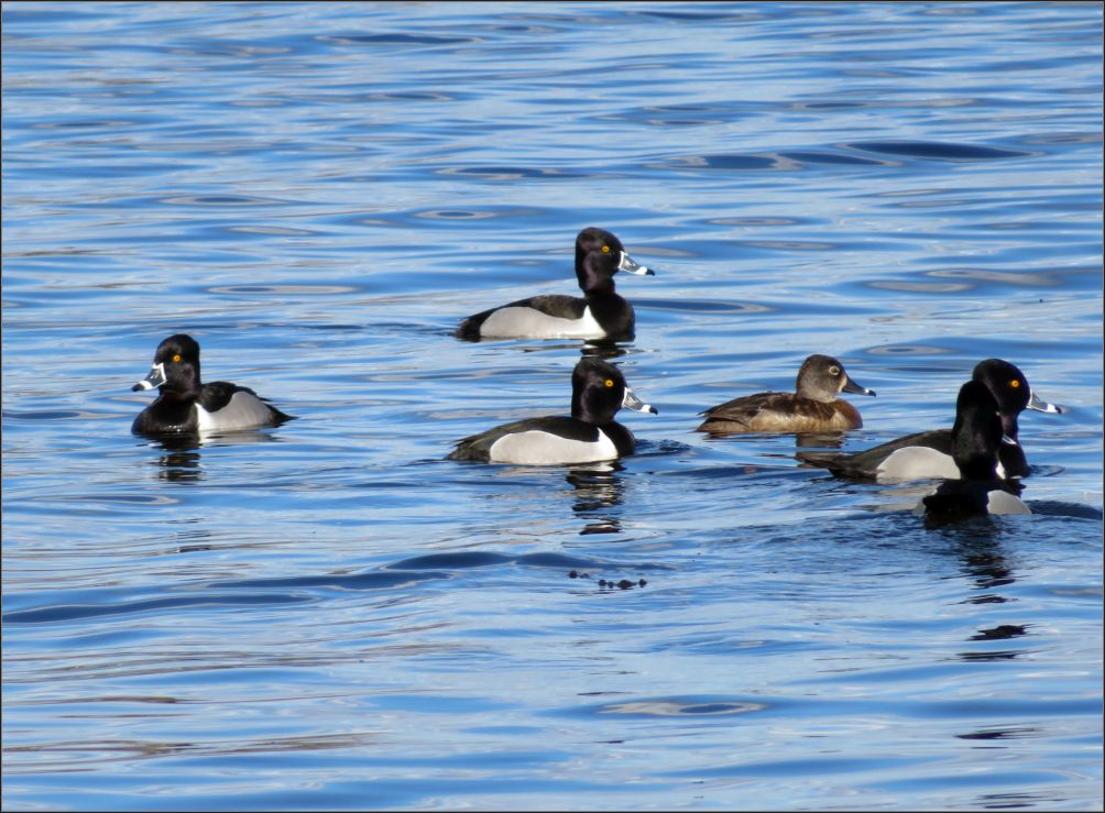 ring-necked ducks