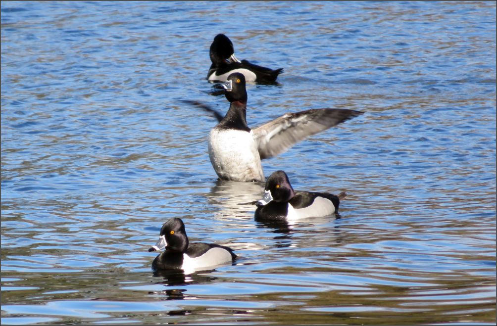 ring necked ducks
