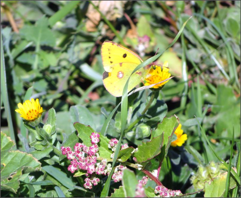 Natural Park of Madeira, flora and fauna