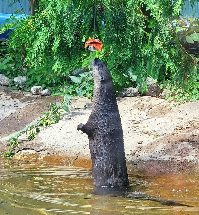 North American river otter
