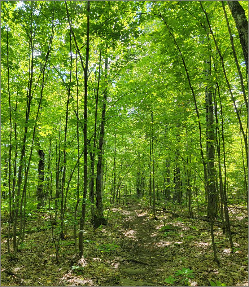 Mixed forest Cup and Saucer trail