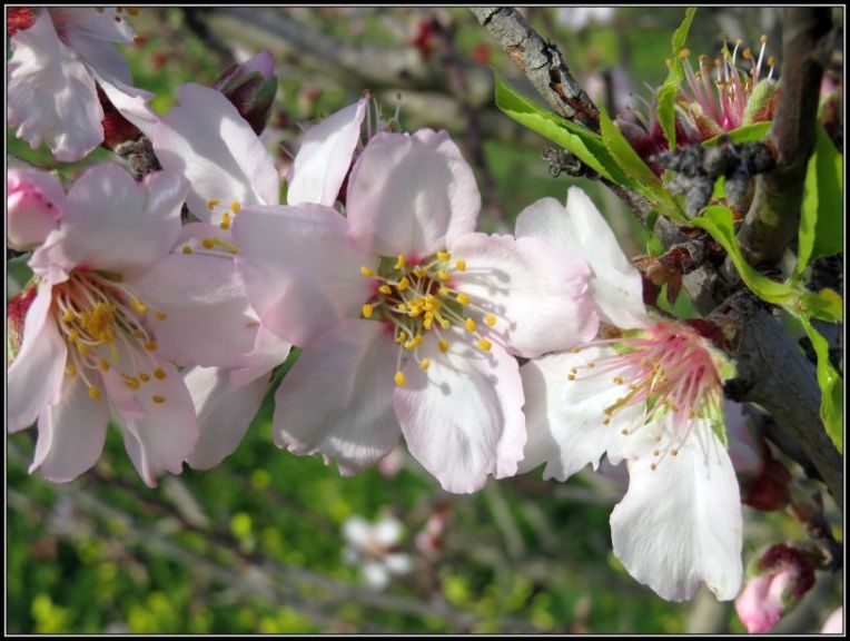 Almond blossom