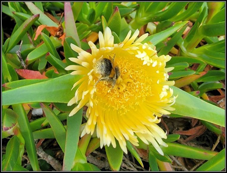 Ice plant and bumblebee