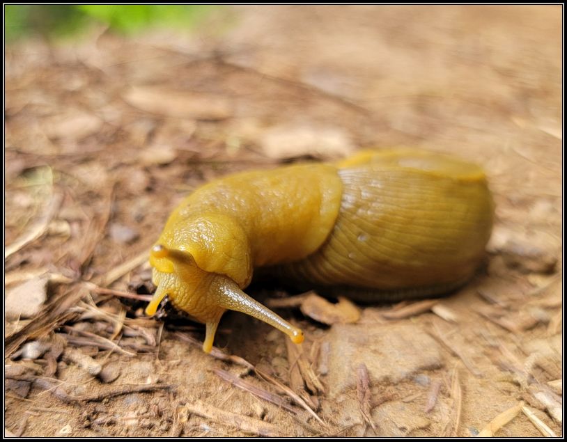 Banana slug