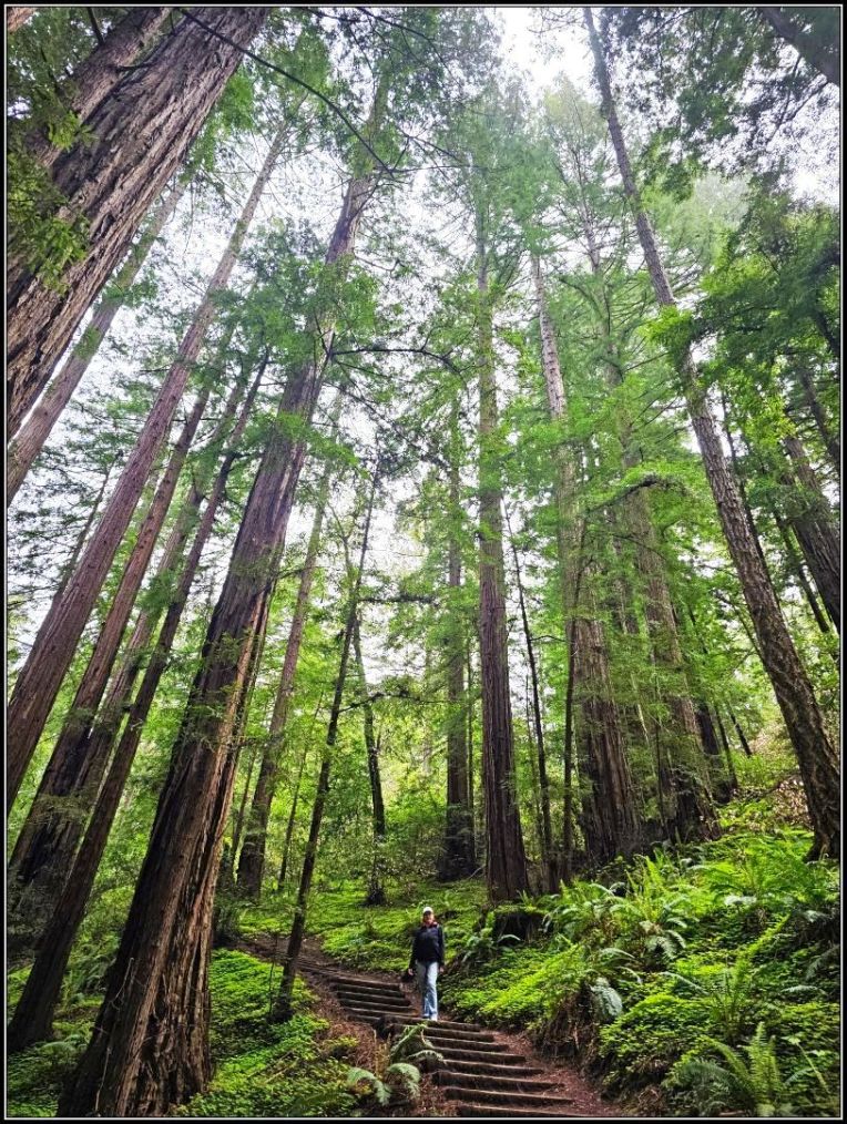 Muir Woods National Monument towering redwoods