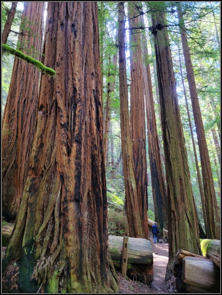 Redwoods