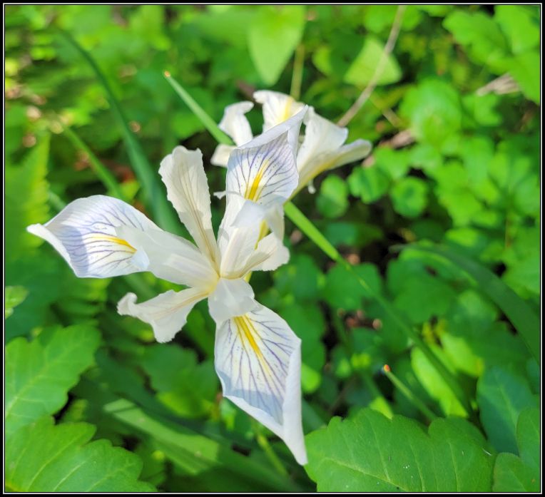 Wild iris