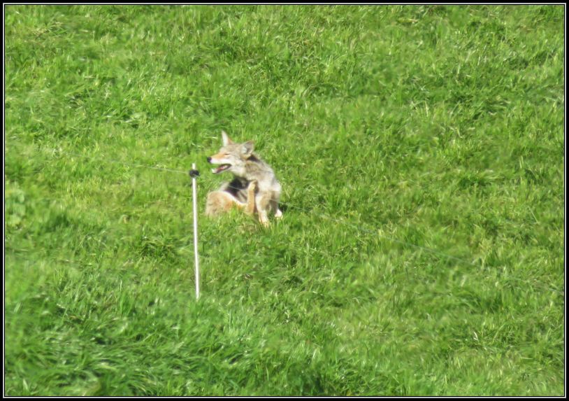 Coyote, Pt Reyes