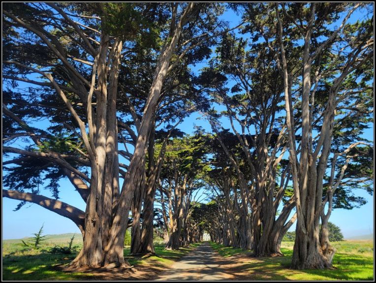 Cypress Tree Tunnel