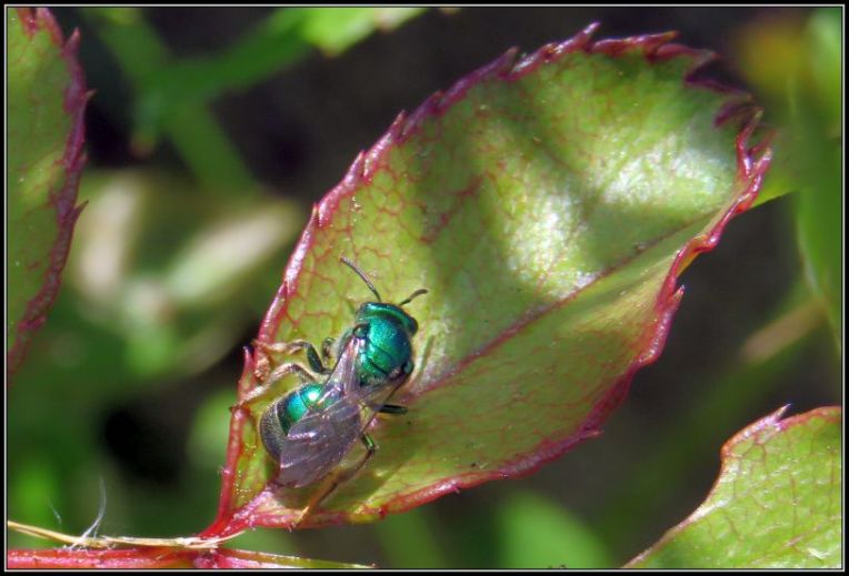 Green sweat bee