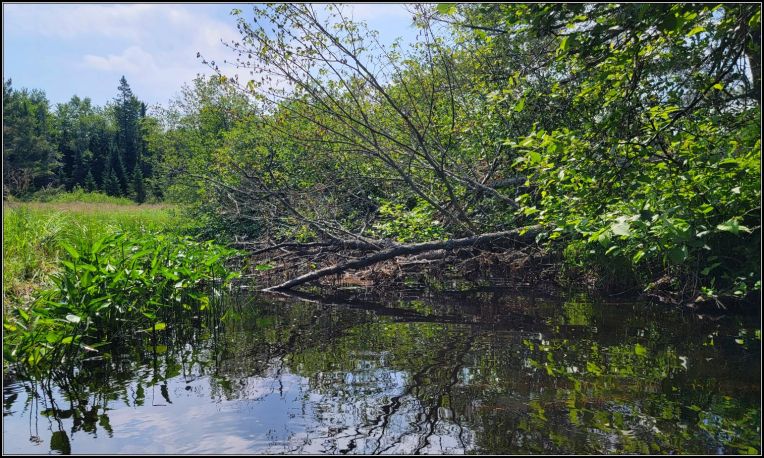 Fallen trees, Stony Creek