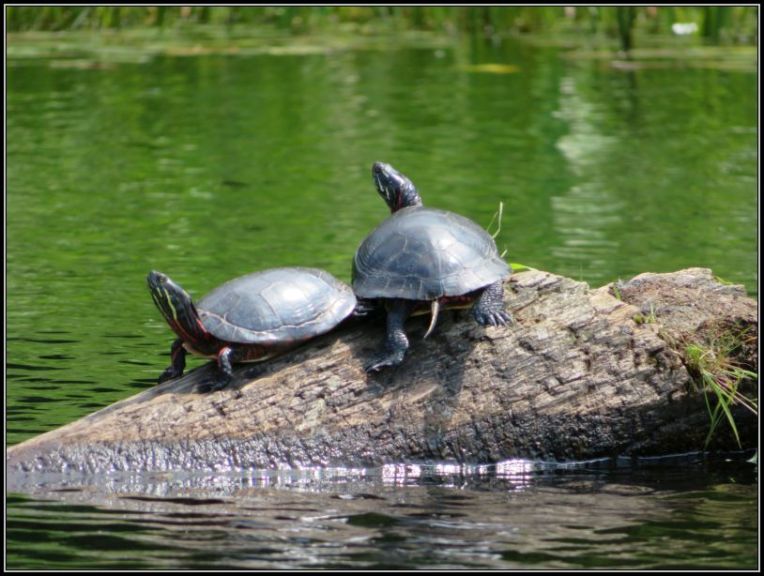 Painted turtles