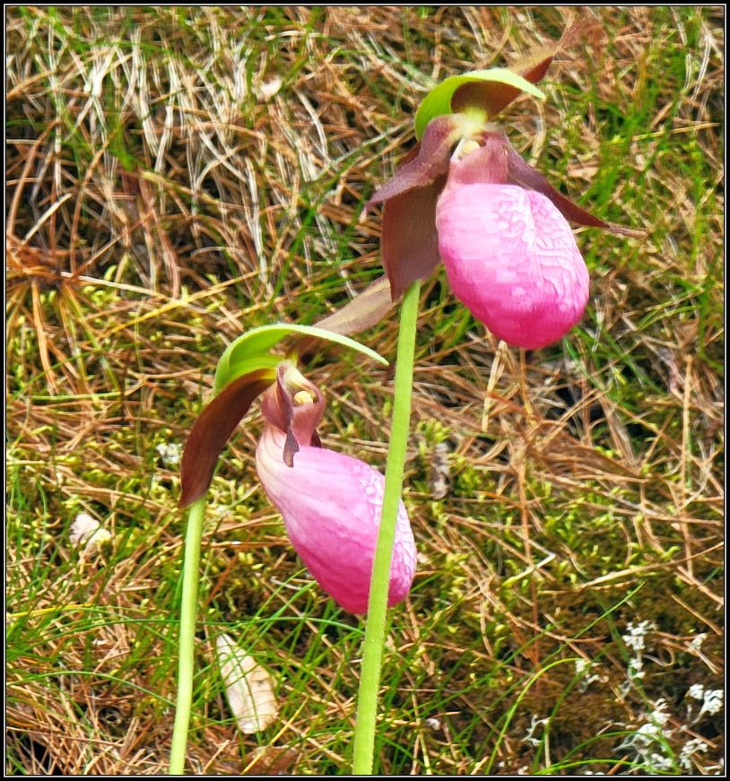 Pink lady's slipper