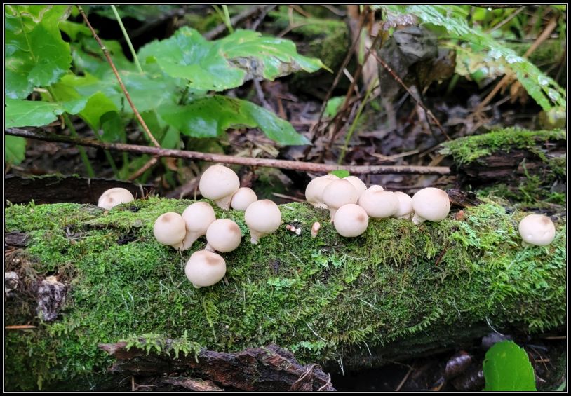 Mushrooms after rain
