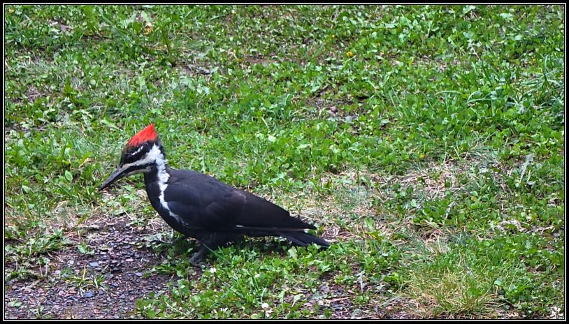 Pileated woodpecker