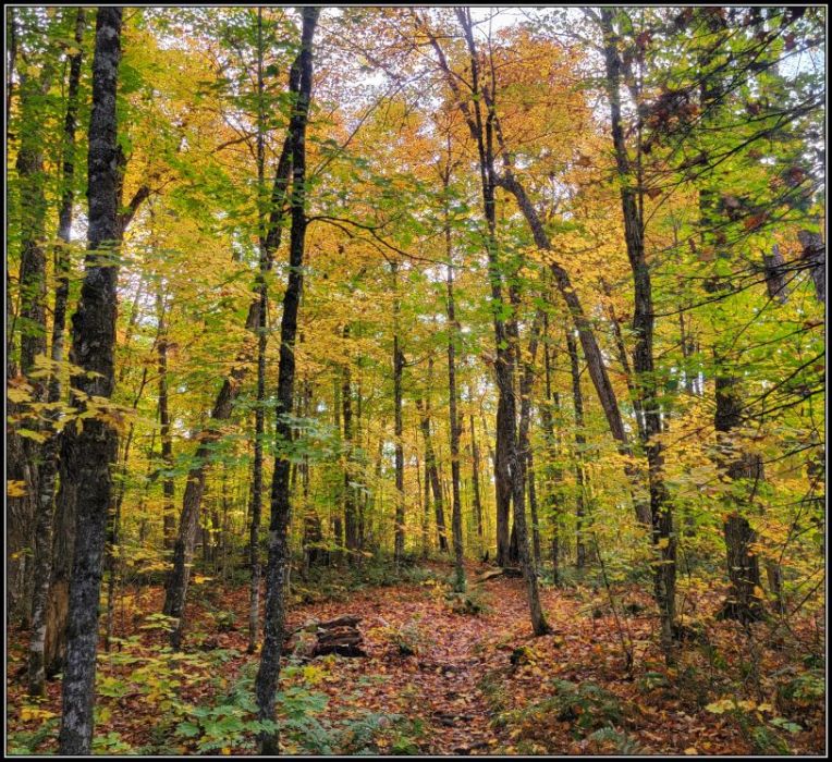 golden hues of the maple trees