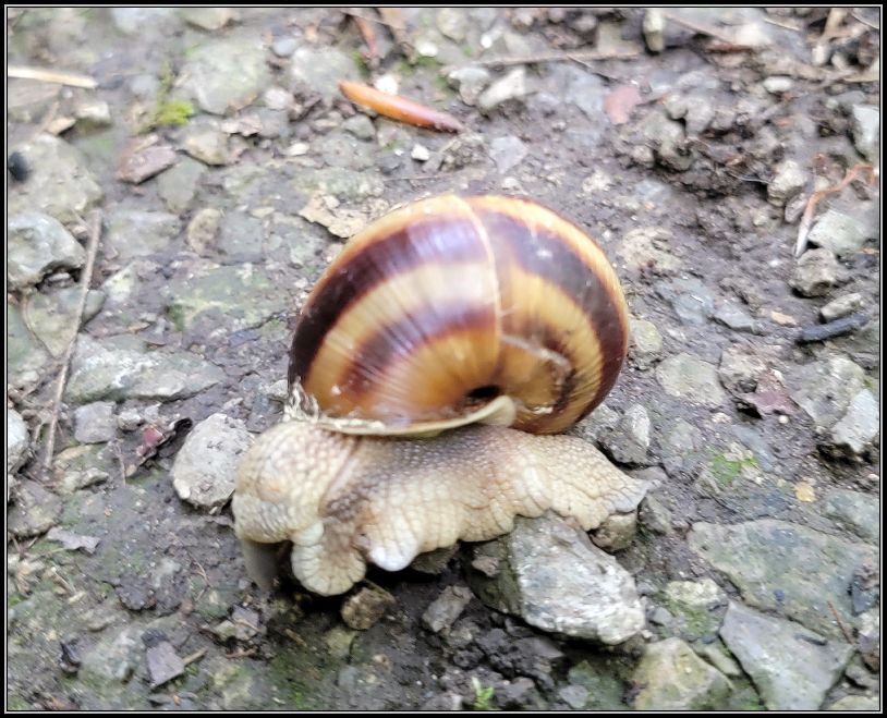 forest snail