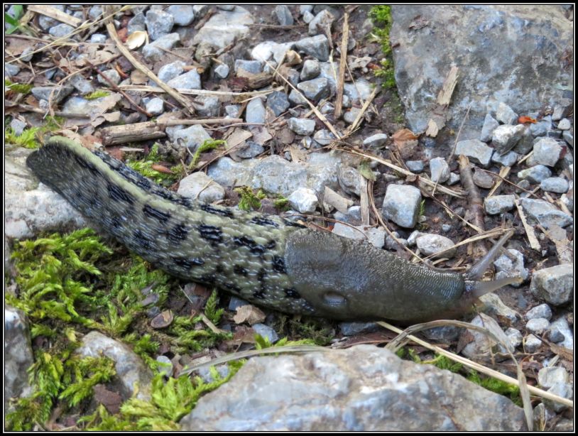 Leopard slug