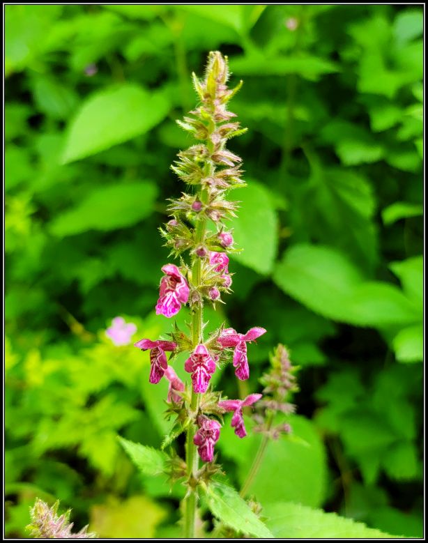 One of the 50 species of wild orchis found in Romania