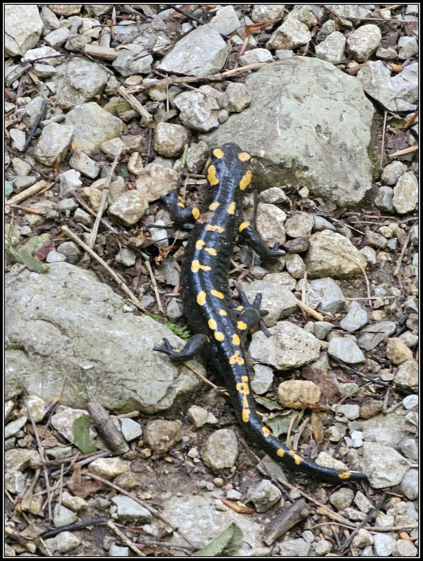 salamander