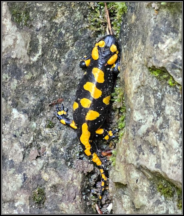 Yellow spotted salamander
