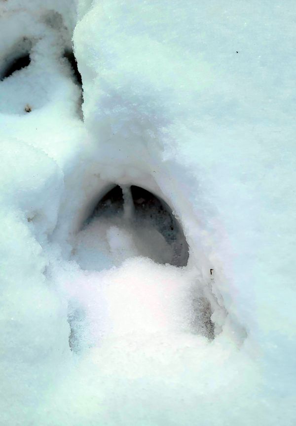 Fresh moose tracks
