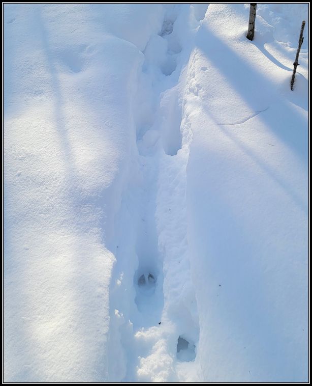 reindeer footprints