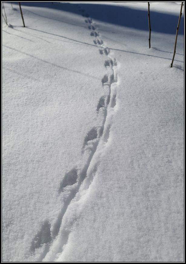 Tracks in the snow